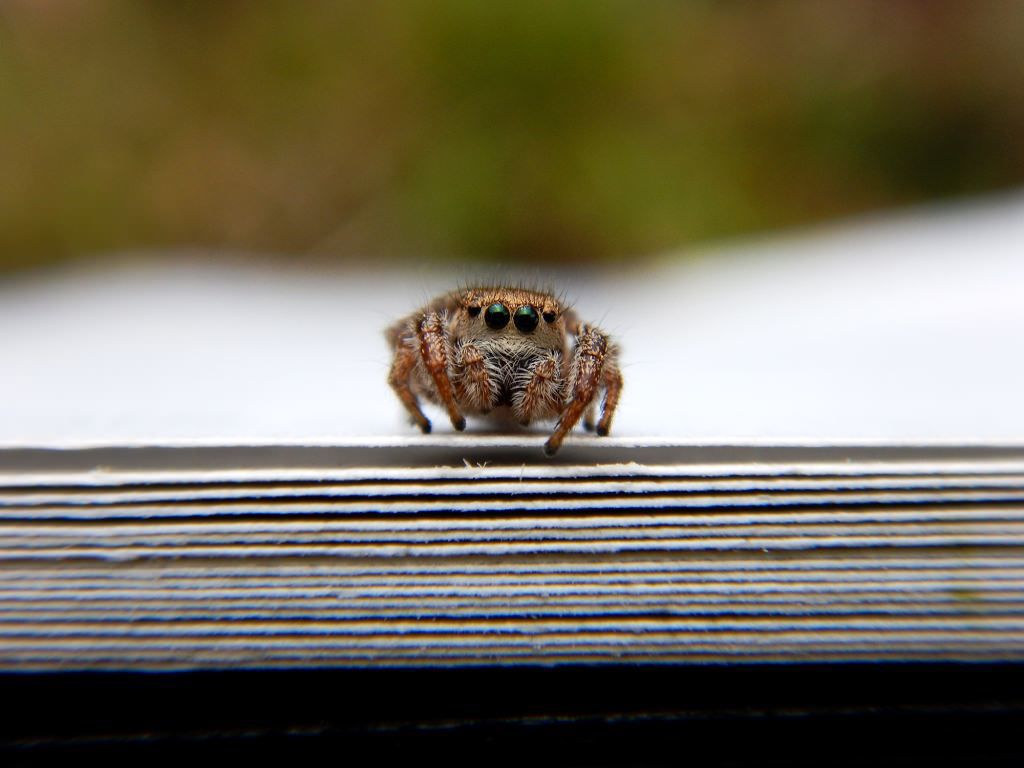 Spider